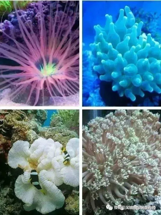  热刺新主场启用仪式盛大举行  